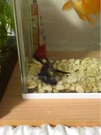 この金魚たちって大丈夫なのでしょうか 衰弱してますので10l以上で Yahoo 知恵袋