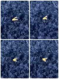 家の中に黄緑色の小さい虫が大量発生しています 大きさは 1mm 2 Yahoo 知恵袋