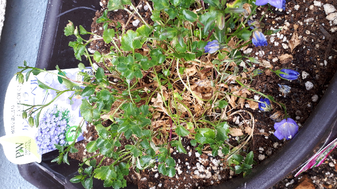 カンパニュラのメリーベルの根元が枯れてきてしまいました まだ救済できるで Yahoo 知恵袋