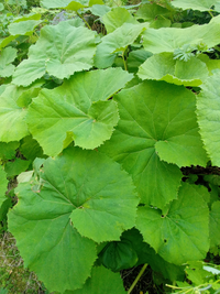 園芸での質問です かぼちゃの様な植物で 花もかぼちゃに似た花で カミキリ虫 Yahoo 知恵袋