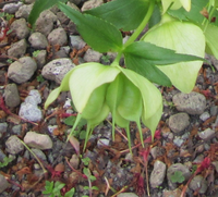 この花の名前を教えてください ひとつの花の中に 複数の袋のようなも Yahoo 知恵袋