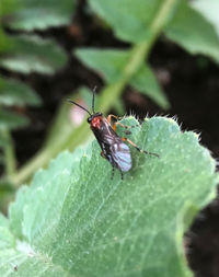 大根の害虫について ダイコンの葉にハエのような黄色と黒の虫が大量に発生してい Yahoo 知恵袋