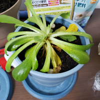 枯れそうです 助けてください ホームセンターで購入した植物なのですが タグを Yahoo 知恵袋