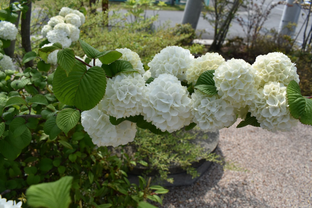 この花の名前は何でしょうか 挿し木で増やせますか オオデマリです 挿し Yahoo 知恵袋