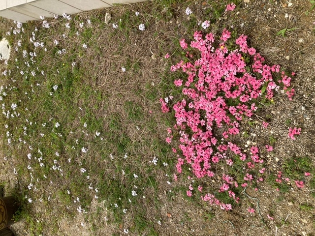 タピアンのグランドカバーグランドカバーにしようと白とピンクのタピア Yahoo 知恵袋