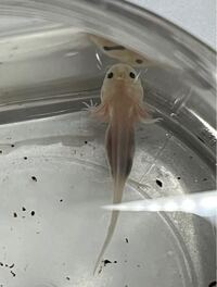 うちのウーパールーパーの左側だけ膨らんで 傾いて浮いてしまっ Yahoo 知恵袋