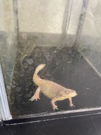 アカハライモリは餌は3日に1度で良いですか 2週間に2回ほどしかあ Yahoo 知恵袋