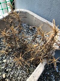 枯れてしまったローズマリーの復活法を教えて下さい 葉は枯れてしまったの Yahoo 知恵袋