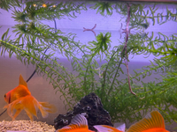 金魚からこのようなものが30センチほど出てます 糞 腸 ご存知の方おられた Yahoo 知恵袋