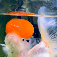 飼っているランチュウの肉瘤に白い2mm程度の白い粒がでて困って Yahoo 知恵袋