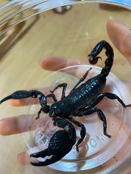 少し前に飼い始めたソウトウサソリなんですけど この個体はまだ幼体だと思 Yahoo 知恵袋