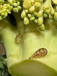 虫付きのブロッコリー今日の夕飯のシチューに入れようと 塩茹でしておいたブロッ Yahoo 知恵袋