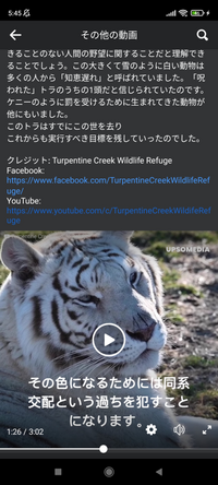 ホワイトタイガーは同系交配しており 歯の異常や邪視が多い と聞きま Yahoo 知恵袋