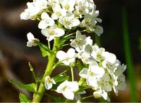 この白い菜の花に似てる植物の名前を教えてください 22 0 Yahoo 知恵袋