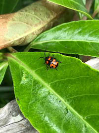 虫の名前を教えてください てんとう虫ぽい虫を発見 とってもカッコい Yahoo 知恵袋