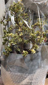 これは何という種類の植物ですか 彼からプロポーズされて これを頂き Yahoo 知恵袋