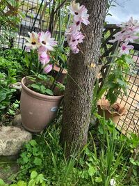 茎が長く倒れそうですが綺麗な花が咲きます 花の名前を教えてください 球 Yahoo 知恵袋