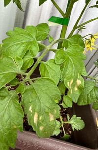 トマトの葉が茶色いとこがあります 病気ですか 対処法は Yahoo 知恵袋