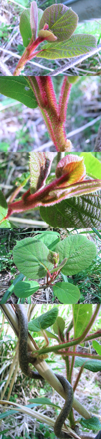 ４月の低山にあった植物です つる性の植物です 葉や茎に赤い細かい毛 Yahoo 知恵袋