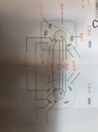 真核細胞のつくりについてなのですがわからないところがあります 教えていただき Yahoo 知恵袋