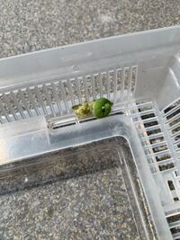 モンシロチョウの幼虫から このような繭 がたくさん出てきました こ Yahoo 知恵袋