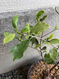 ガジュマルの葉の色が良くありません 新芽もたくさん生えてきて Yahoo 知恵袋