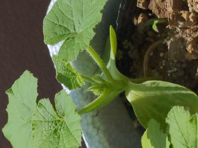 かぼちゃ苗です 花芽がでているようです 大丈夫ですか 取っち Yahoo 知恵袋