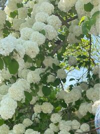 花の名前を教えてください 現在備北丘陵公園に咲いている白くて小さい紫陽花 Yahoo 知恵袋
