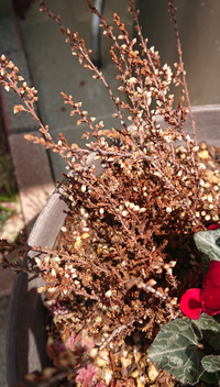 カルーナブルガリスの鉢植えですが緑色の葉が最近半分位茶色くなってきまし Yahoo 知恵袋