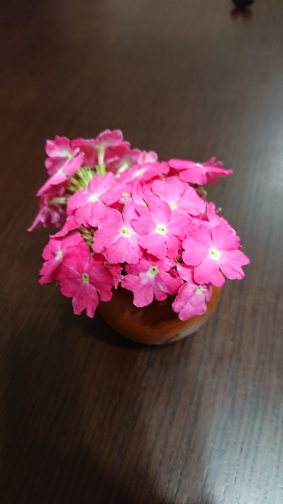 この画像の花は何でしょうか。 昨年ホームセンターで購入したので、珍しい花ではないと思います。 Googleレンズで調べるとヒジョザクラが非常に近く、 https://mikawanoyasou.org/data/bijyozakura.htm このサイトの画像に似ています。 一方で、ビジョザクラは一年草のようですが、当方の花は、一切何のケアもせず、鉢植えのまま雪が降ろうが放置してましたが、気付いたら今年も開花してました。年が明けても特別水も追肥もしませんでしたが。 こちらはビジョザクラなのでしょうか？