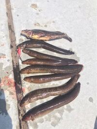 質問です 今日釣りでギンポが釣れたのですが 種類が多くてわからないです 食べ Yahoo 知恵袋