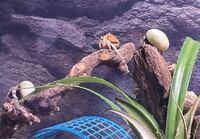 オカヤドカリを飼っているのですが みんな流木の上に登って休んでいる Yahoo 知恵袋