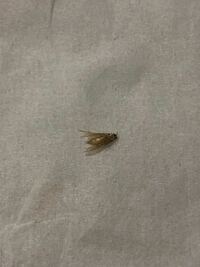 この虫はなんでしょうか？ 部屋の中をゆっくり飛んでたので捕まえました
3ミリぐらいの大きさぐらいです