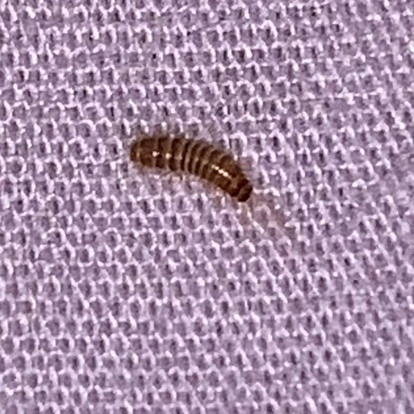 写真ありのため閲覧注意 小さい茶色い虫がベッドの上にいました。 この虫は何ですか？