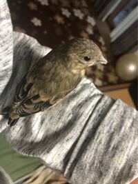 この鳥って何の鳥ですか 家の近くで飛べないでいたので保護しました Yahoo 知恵袋