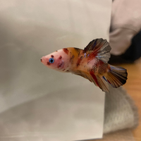 昨日お迎えしたベタの目が左右で違う 事に気がつきました 片方は白いのに もう Yahoo 知恵袋