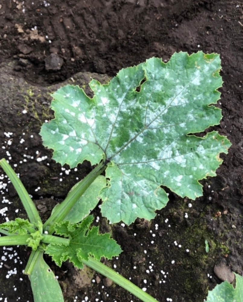 初心者です ズッキーニを植えたところ葉っぱが写真の様になっています Yahoo 知恵袋