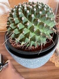 これは何というサボテンの種類ですか 断琴丸 だんきんまる だと思いま Yahoo 知恵袋