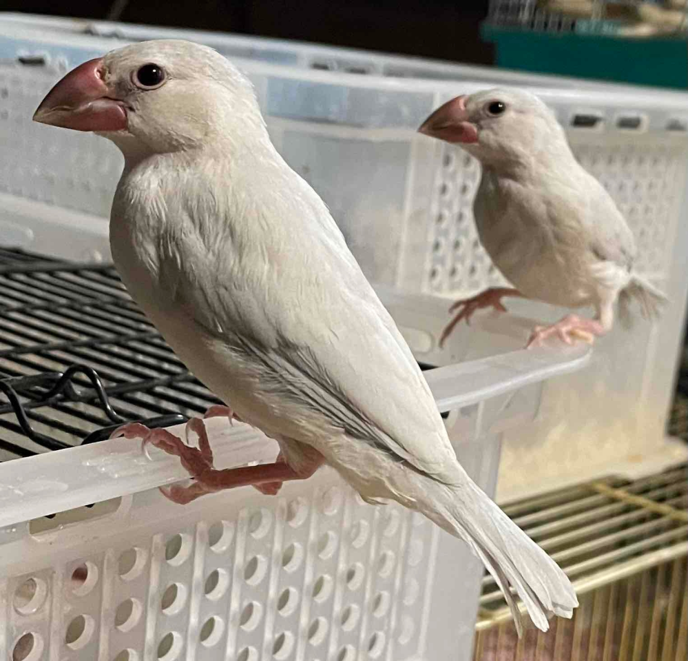 こちらのシルバー文鳥オスかメスか推定でいいので教えてください Yahoo 知恵袋