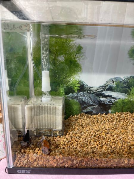 水槽のフィルターについての質問です 今45cm水槽で金魚2匹 Yahoo 知恵袋