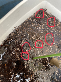 オリーブの土にたくさんの虫がいました なんと言う名前の虫か教えていただけます Yahoo 知恵袋