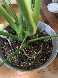 モンステラを植え替えして水をあげてから あまり土が乾かず根腐れしたらどうしよ Yahoo 知恵袋