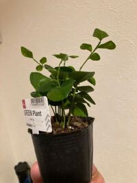 質問です 本日ダイソーで100円で購入した観葉植物 パキラ と書いて Yahoo 知恵袋