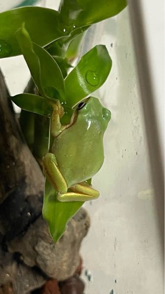 イエアメガエルについての質問です この子は太り過ぎでしょうか 餌はミル Yahoo 知恵袋