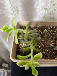 多肉植物の桜吹雪が 最近 横に垂れ下がってきて ふにゃっとなってきている Yahoo 知恵袋
