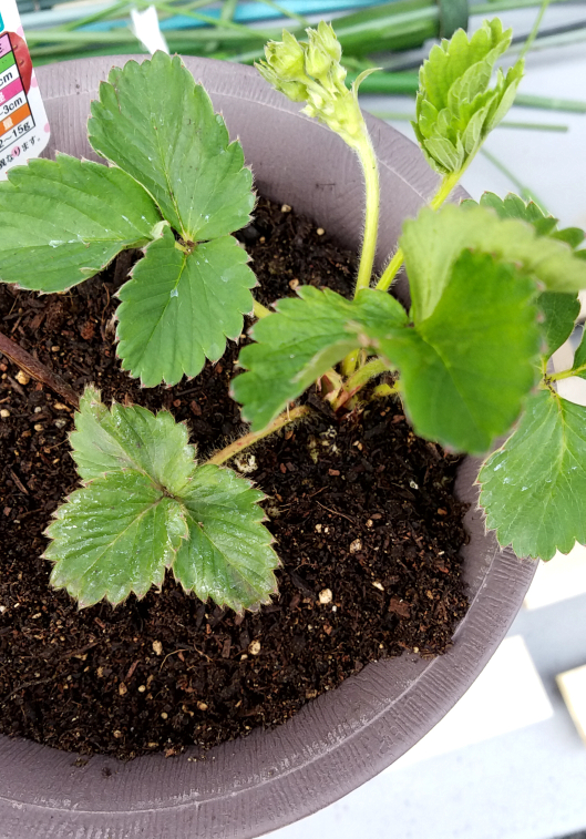 ブルーベリーの植え替えの時季と方法 庭に去年ブルーベリーの苗を Yahoo 知恵袋