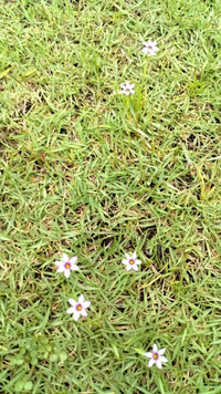 この写真の芝生は花が咲いているのですがこの芝生の種類とか名前とかわ Yahoo 知恵袋