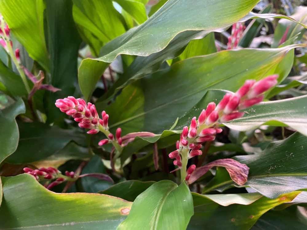 この花なんでしょうか レッドジンジャーとは違う気がします確か去年も Yahoo 知恵袋