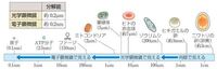 大至急 高校1年生 生物基礎です 様々な細胞やウイルスなどの大きさの覚え方はありますか？