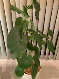 ウンベラータについて 月一くらいで水やりをしていたのですが前回いつ水やり Yahoo 知恵袋